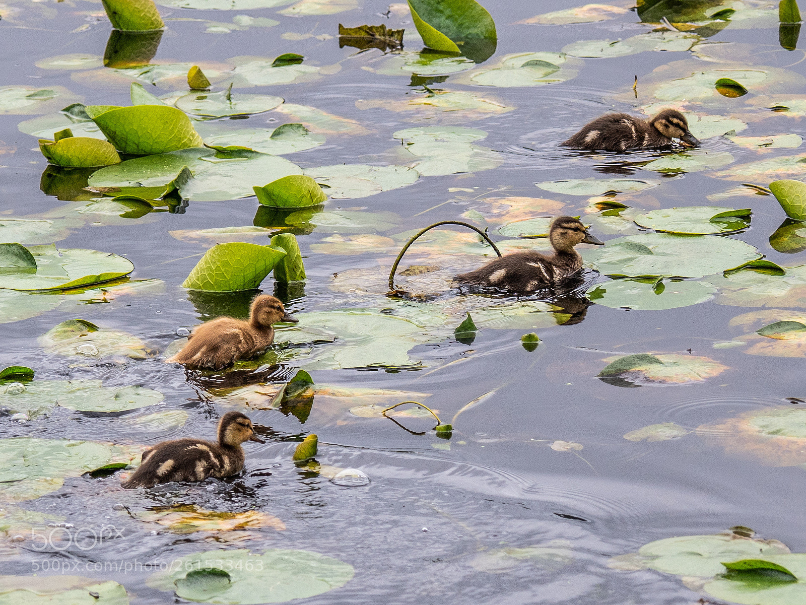 Olympus OM-D E-M5 II sample photo. Ducklings photography