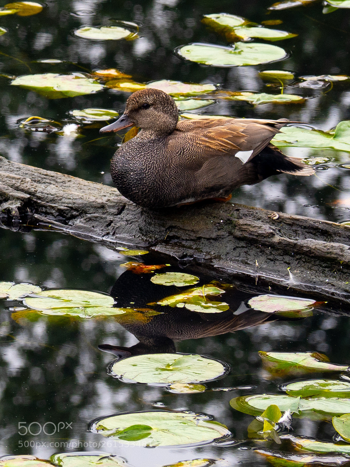 Olympus OM-D E-M5 II sample photo. Duck photography