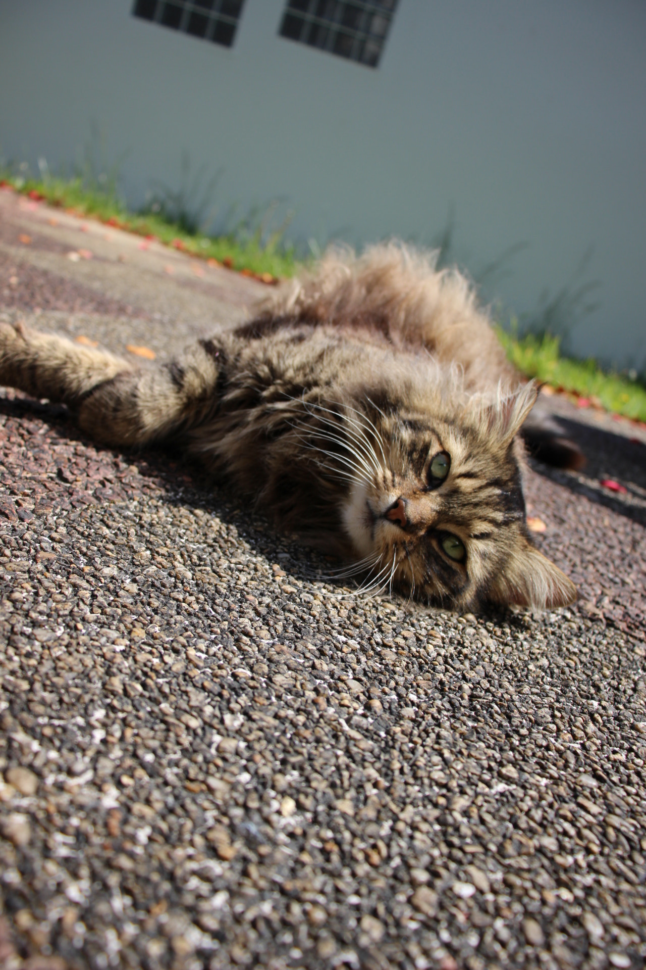 Canon EOS 100D (EOS Rebel SL1 / EOS Kiss X7) sample photo. You'd better give me some food photography
