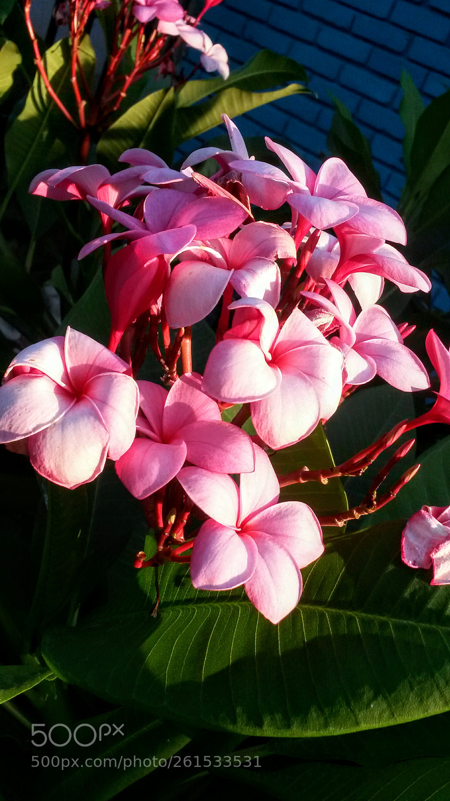 Samsung Galaxy S4 Mini sample photo. Untitled photography