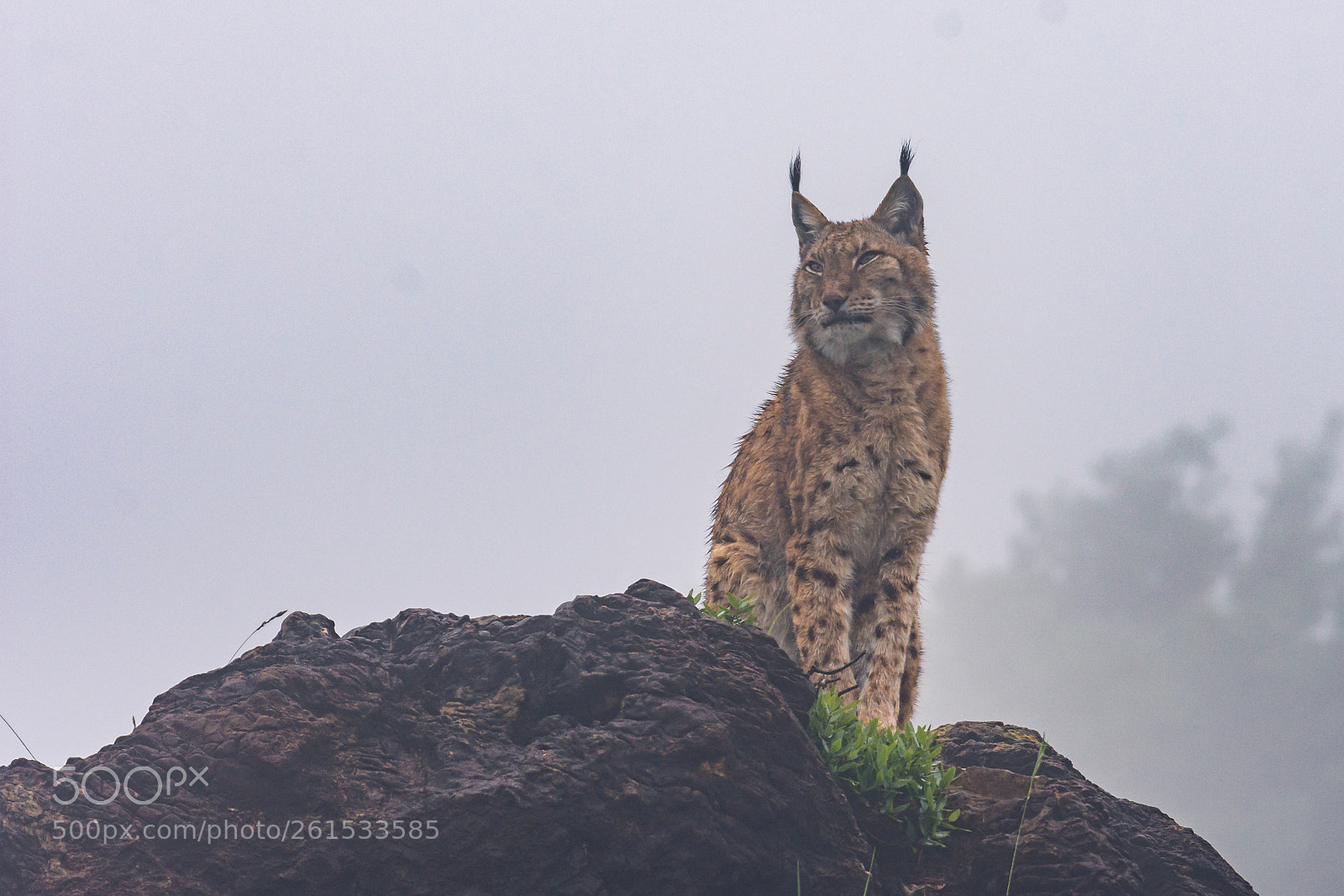 Nikon D7200 sample photo. Lince entre las nubes photography