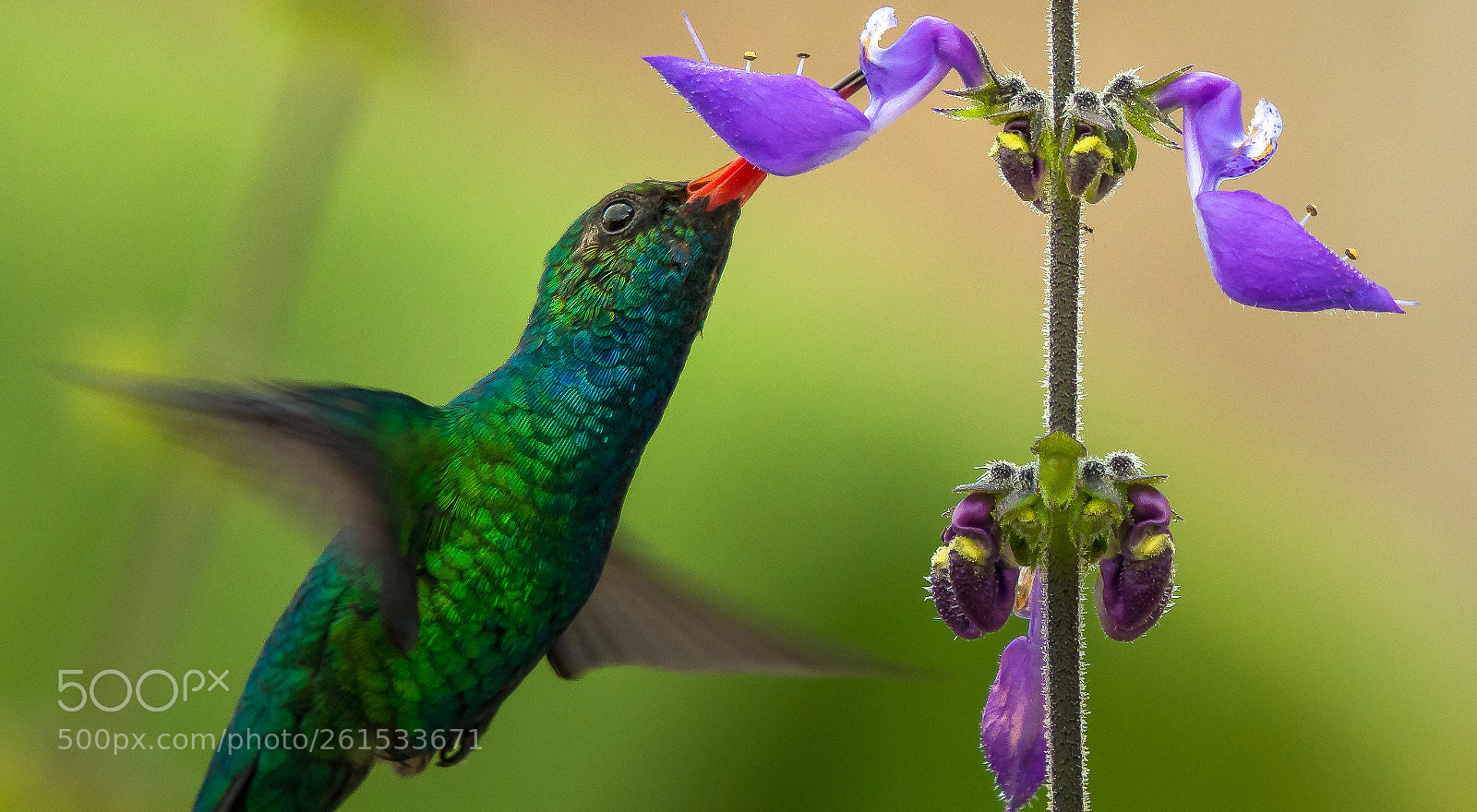 Nikon D7100 sample photo. Hummingbird visit photography