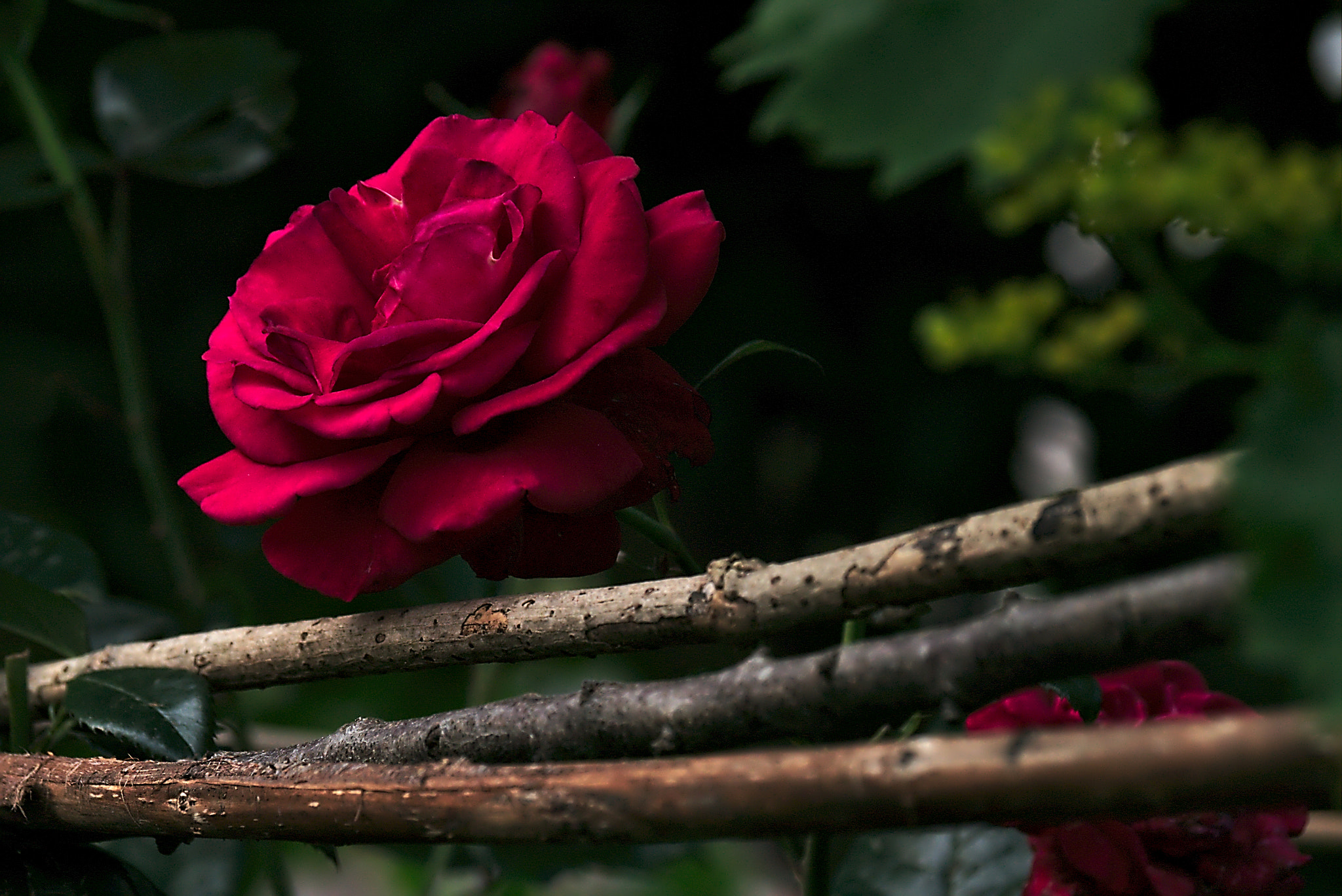 Panasonic Lumix DMC-GM1 sample photo. 2018 06 09 13 red rose.jpg photography