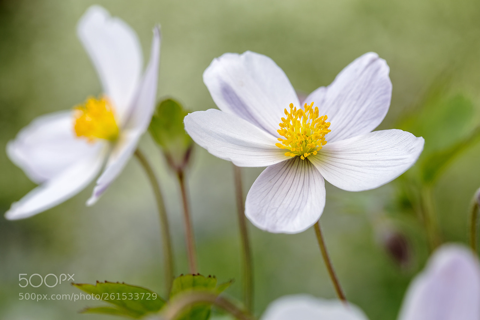 Canon EOS 6D sample photo. Anemone photography