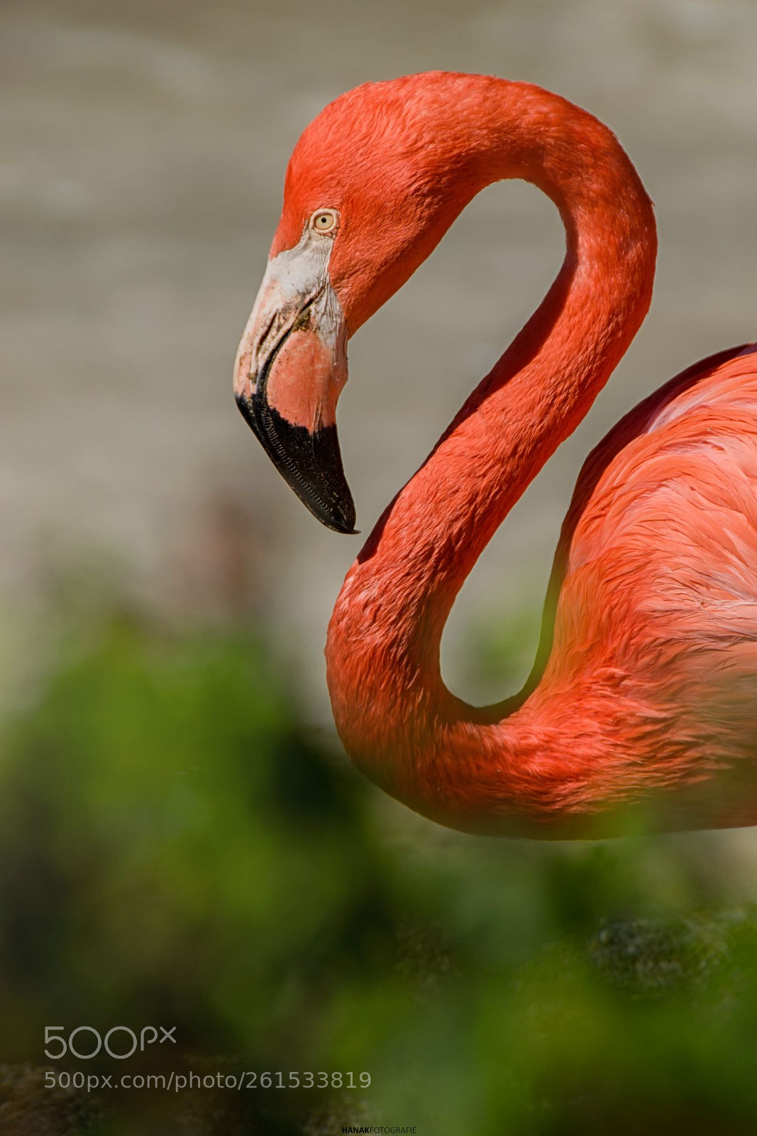 Nikon D5300 sample photo. Flamingo photography