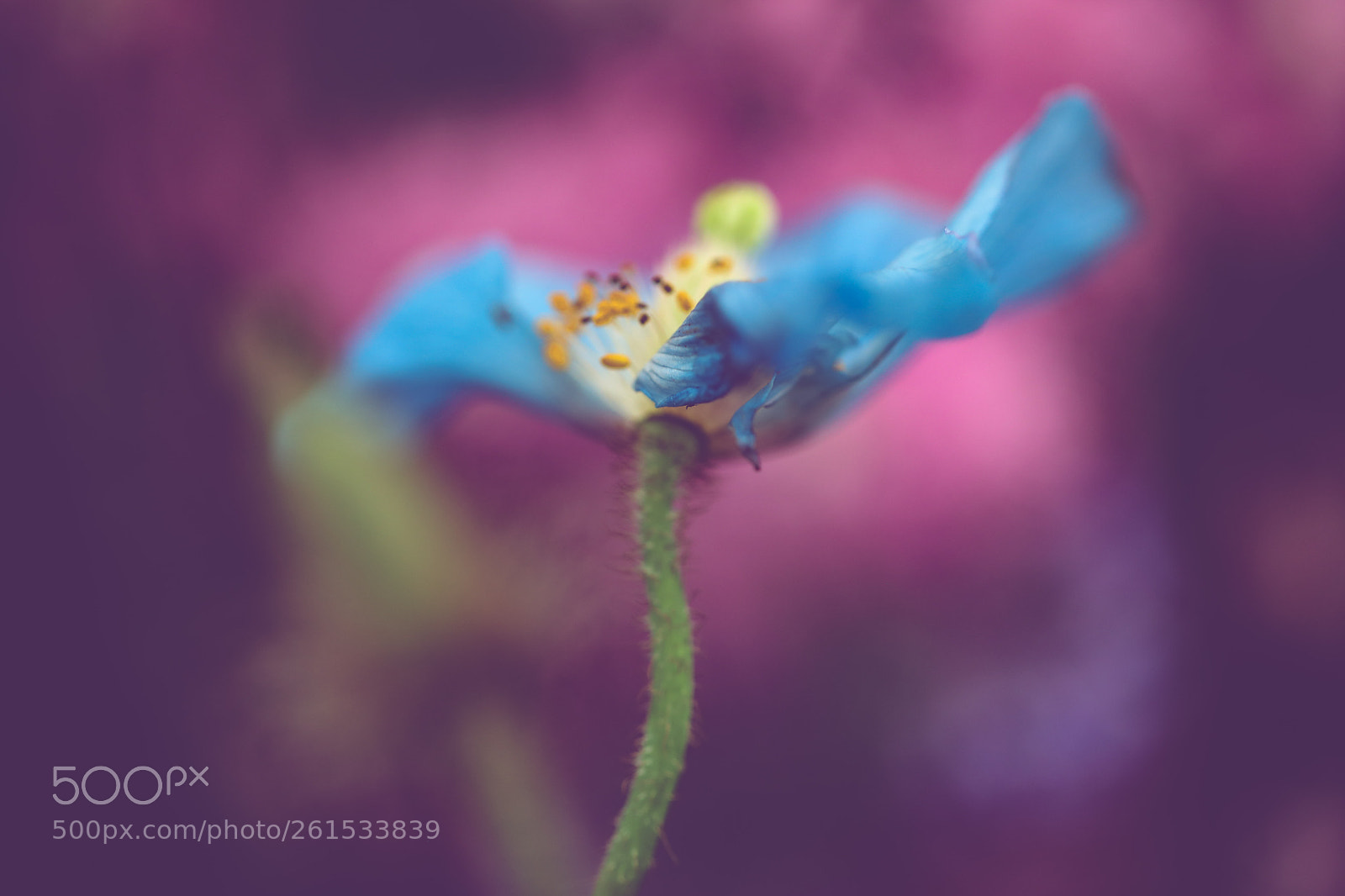 Canon EOS 5D Mark IV sample photo. Swirling bloom photography