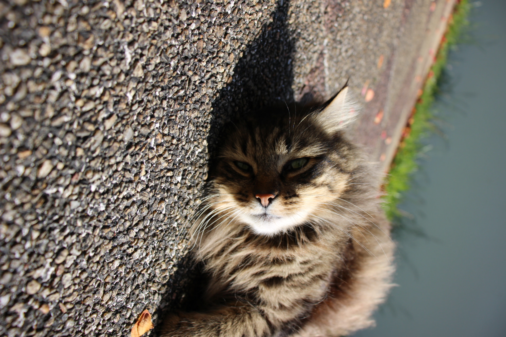 Canon EOS 100D (EOS Rebel SL1 / EOS Kiss X7) sample photo. Let me sleep, human photography