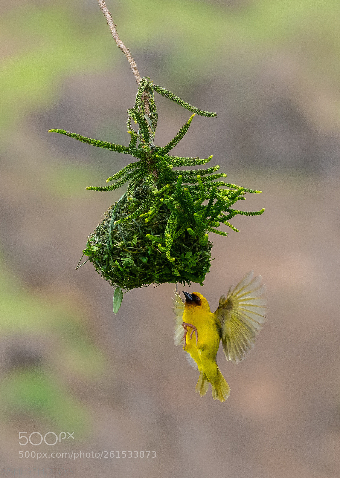 Nikon D7200 sample photo. Nature's architect photography