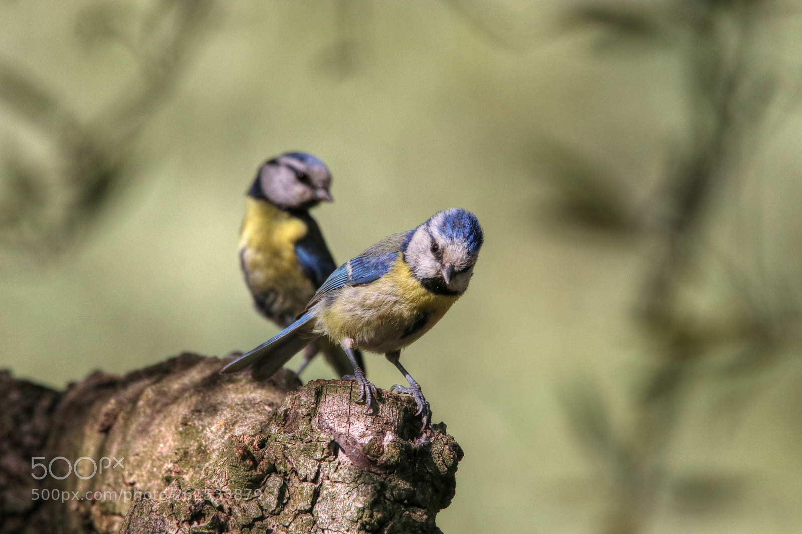 Canon EOS 80D sample photo. Oiseau m sange bleue photography
