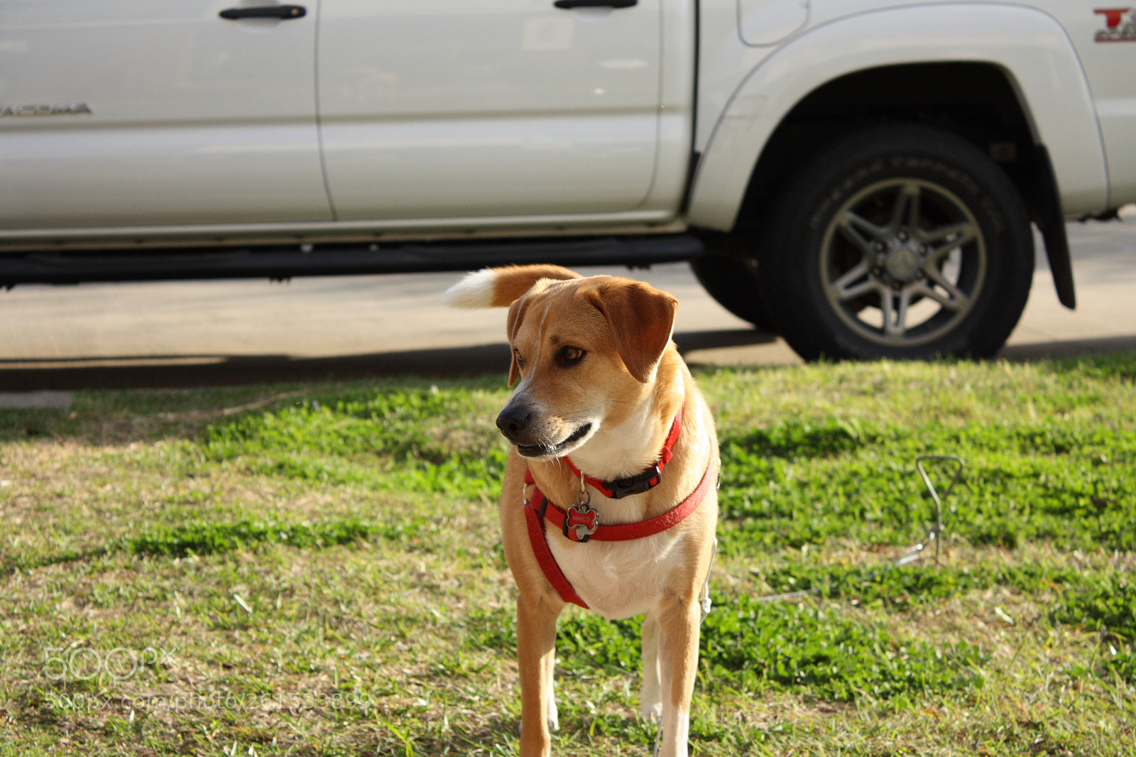 Canon EOS 1000D (EOS Digital Rebel XS / EOS Kiss F) sample photo. The retriever mix photography