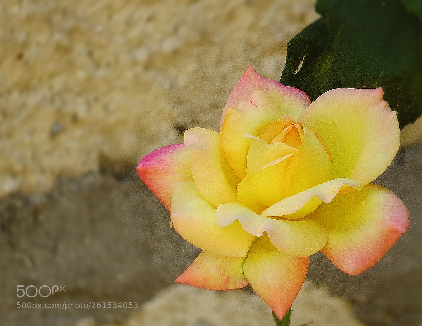 Canon PowerShot SX50 HS sample photo. Garden beauty photography