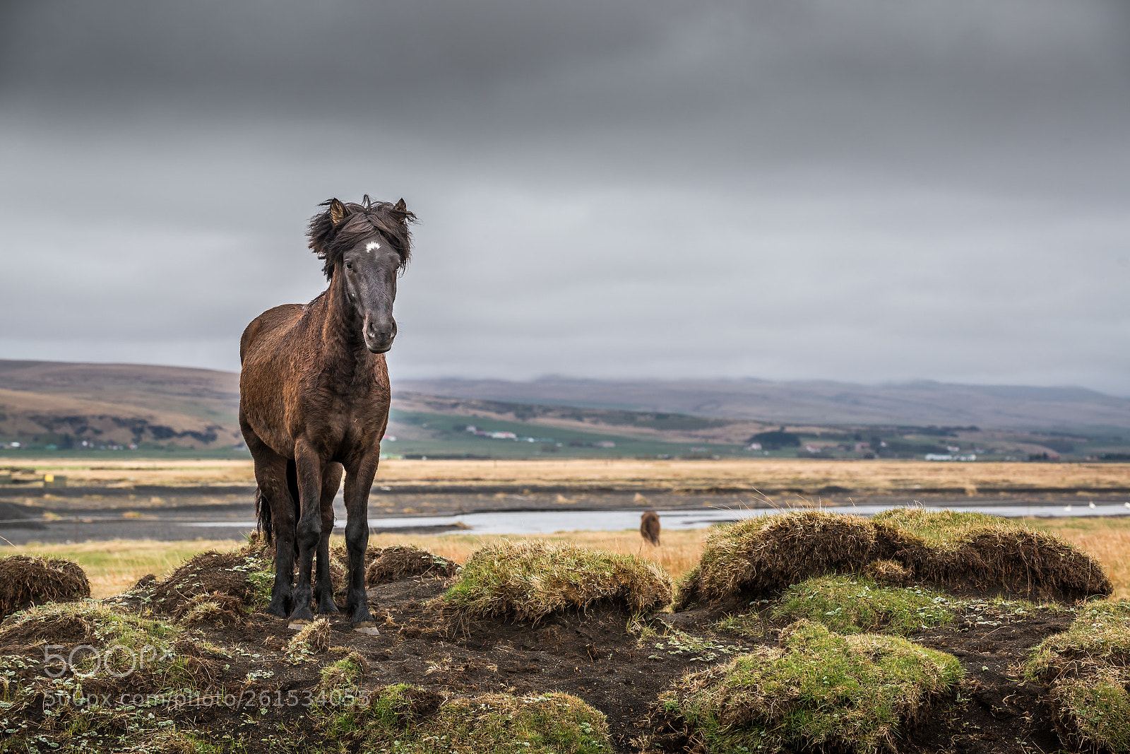 Nikon D800 sample photo. Pony photography