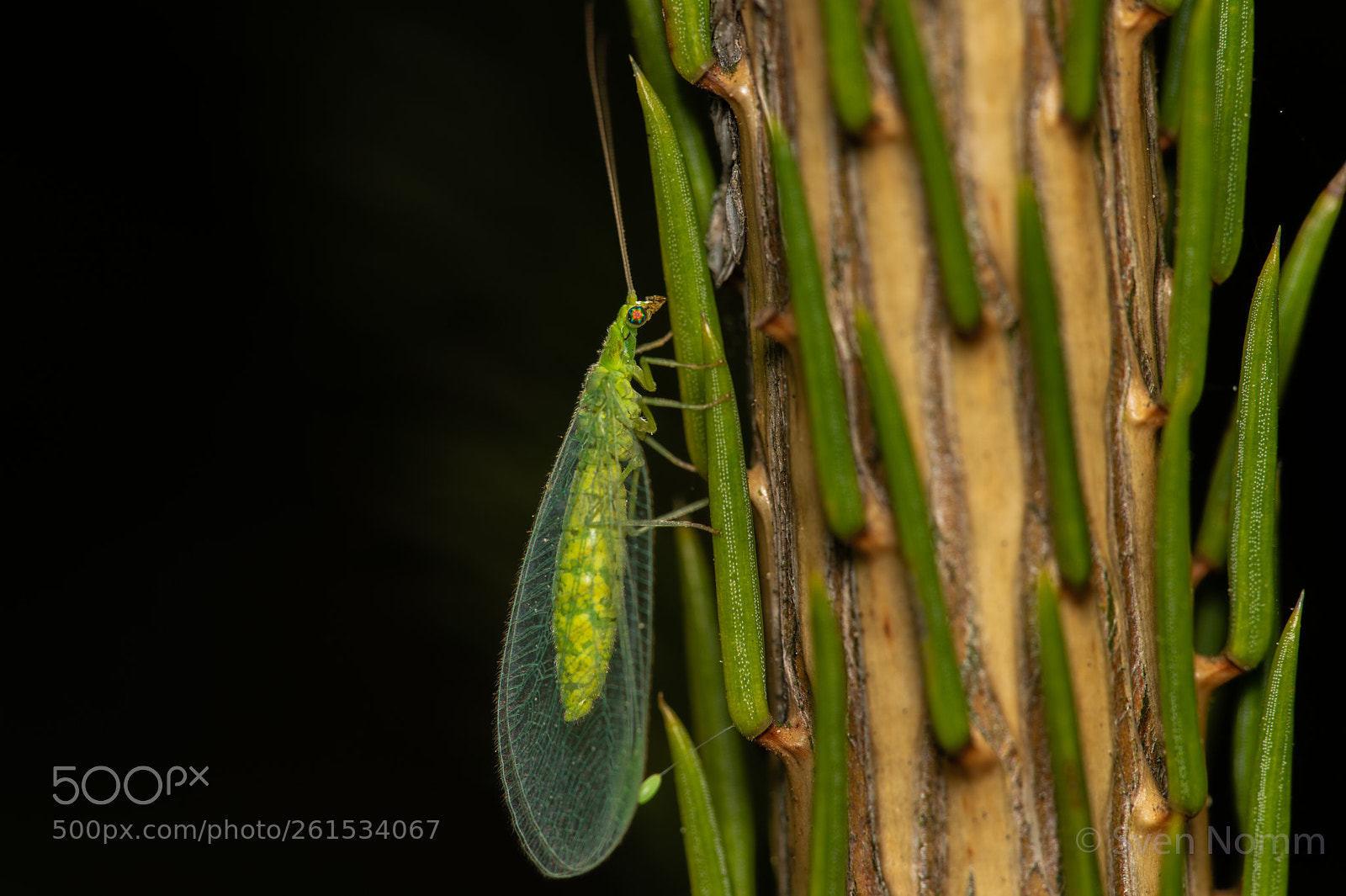 Nikon D750 sample photo. Lacewing photography
