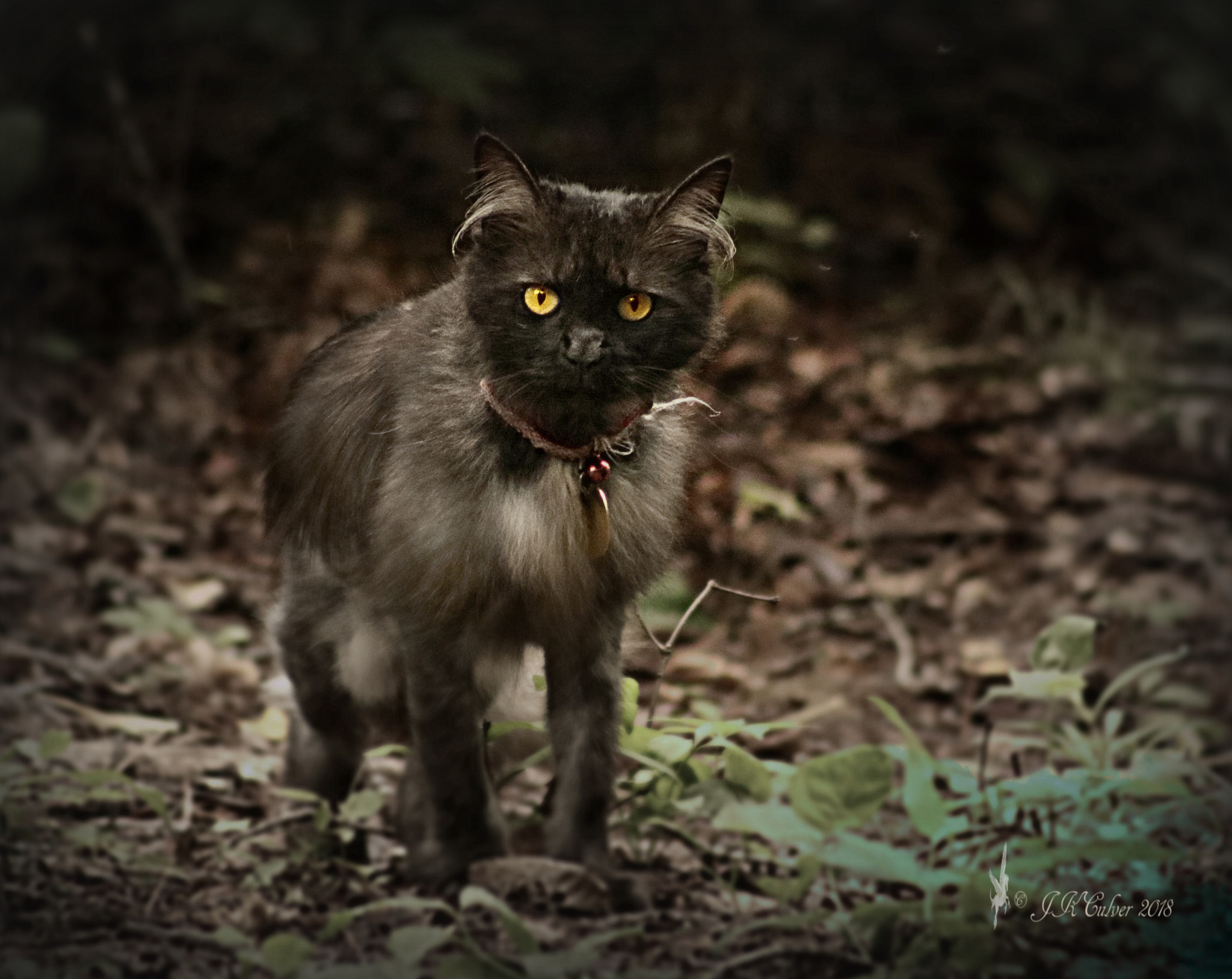 Canon EF 75-300mm f/4-5.6 sample photo. Georgia photography
