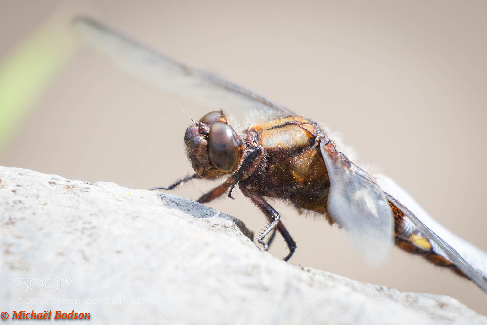 Canon EOS 6D sample photo. Libellule photography