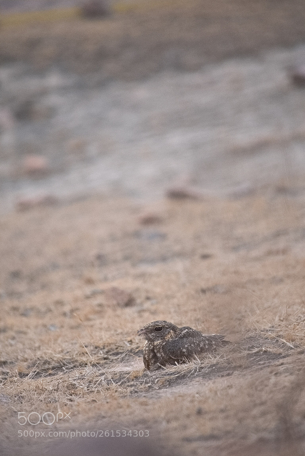 Nikon D3400 sample photo. Sparrowhawk photography
