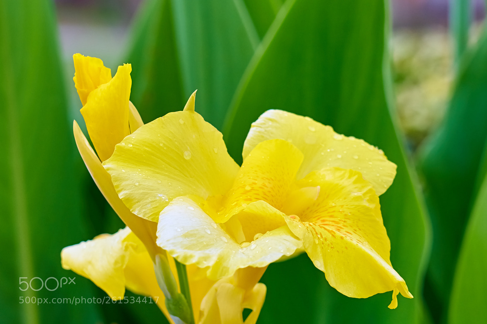 Sony a7 sample photo. Yellow flower photography