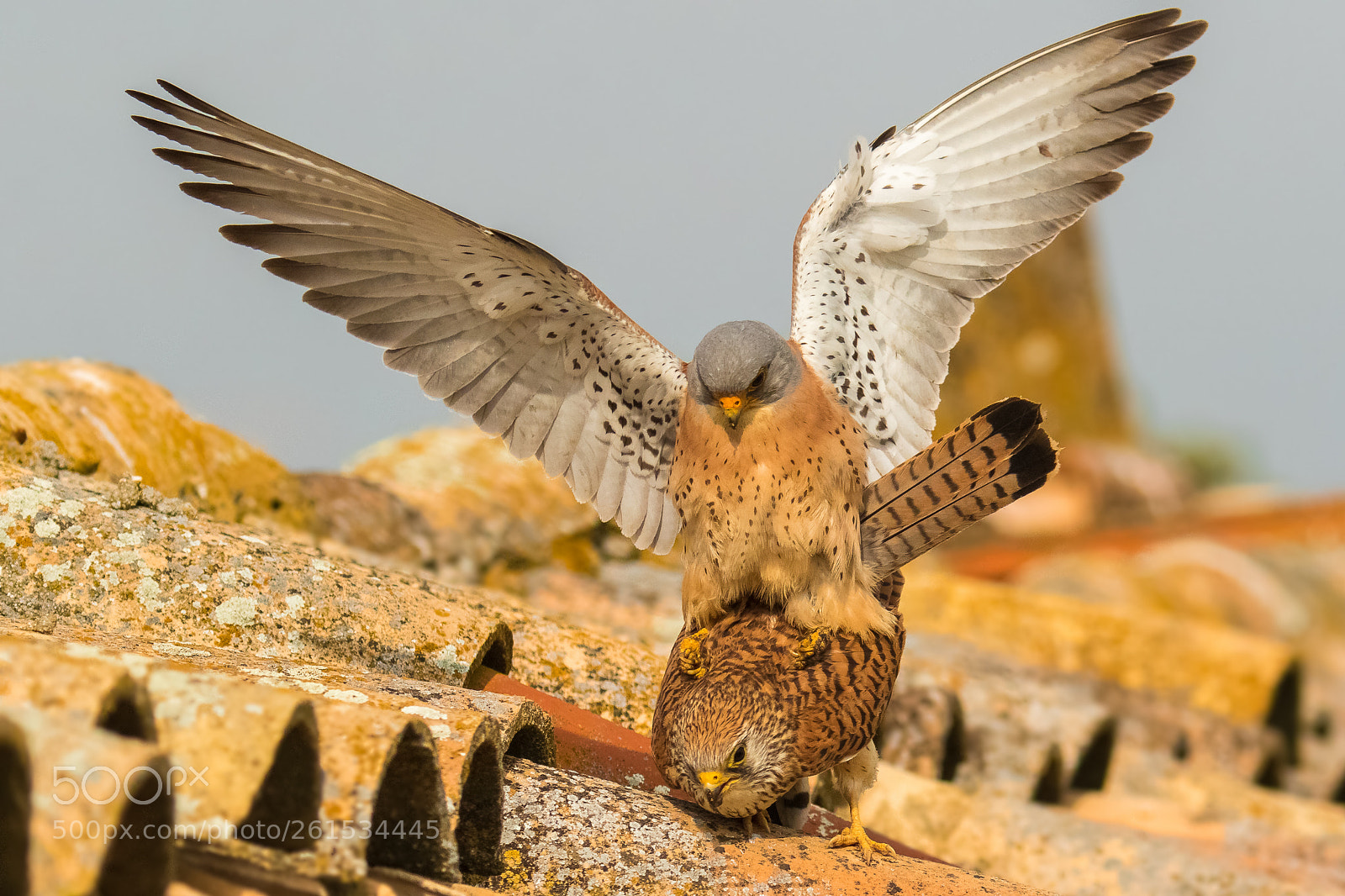 Canon EOS 7D Mark II sample photo. Lesser kestrels in mating photography
