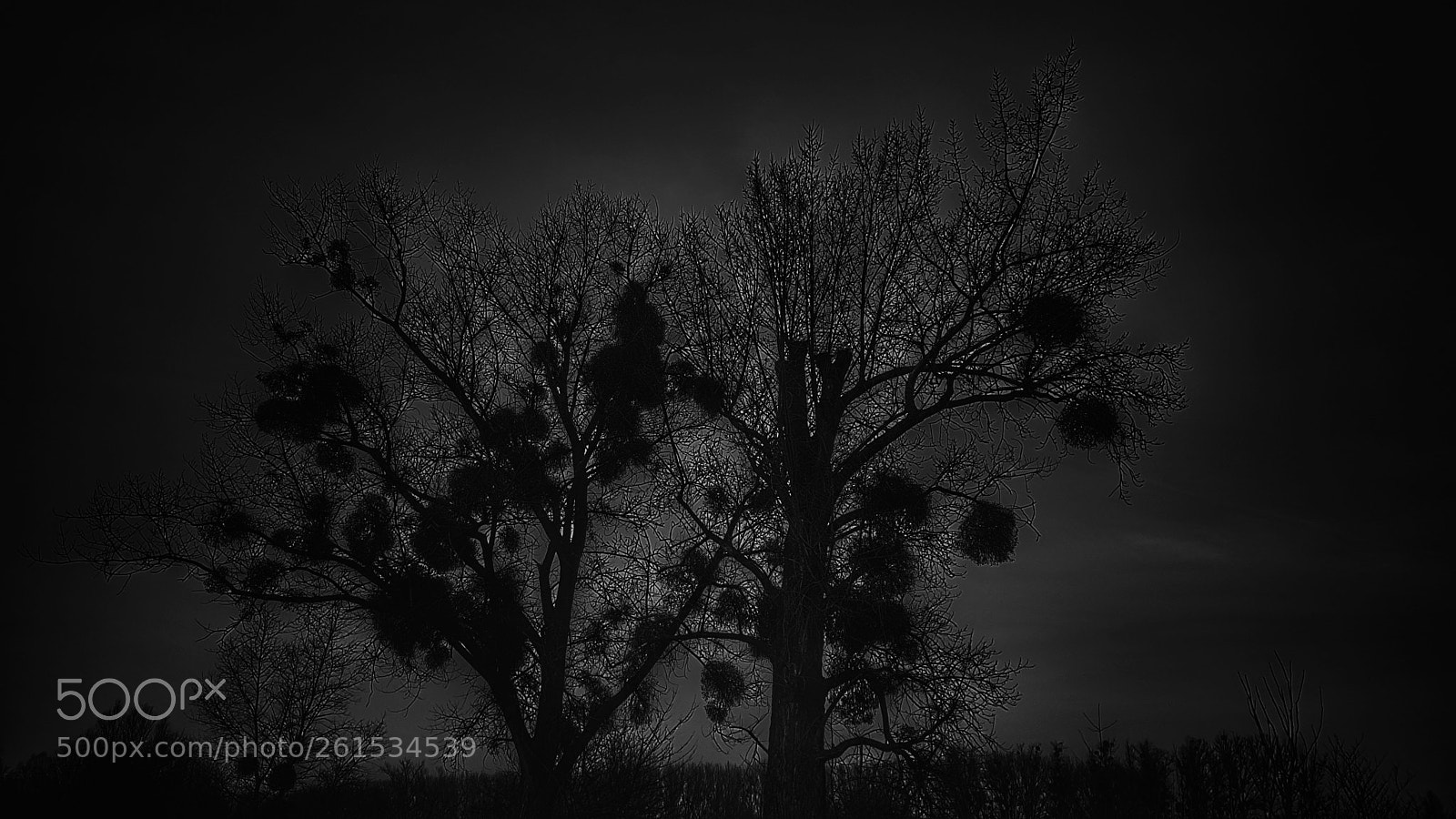 Samsung Galaxy S7 Edge sample photo. Thema tree at the photography