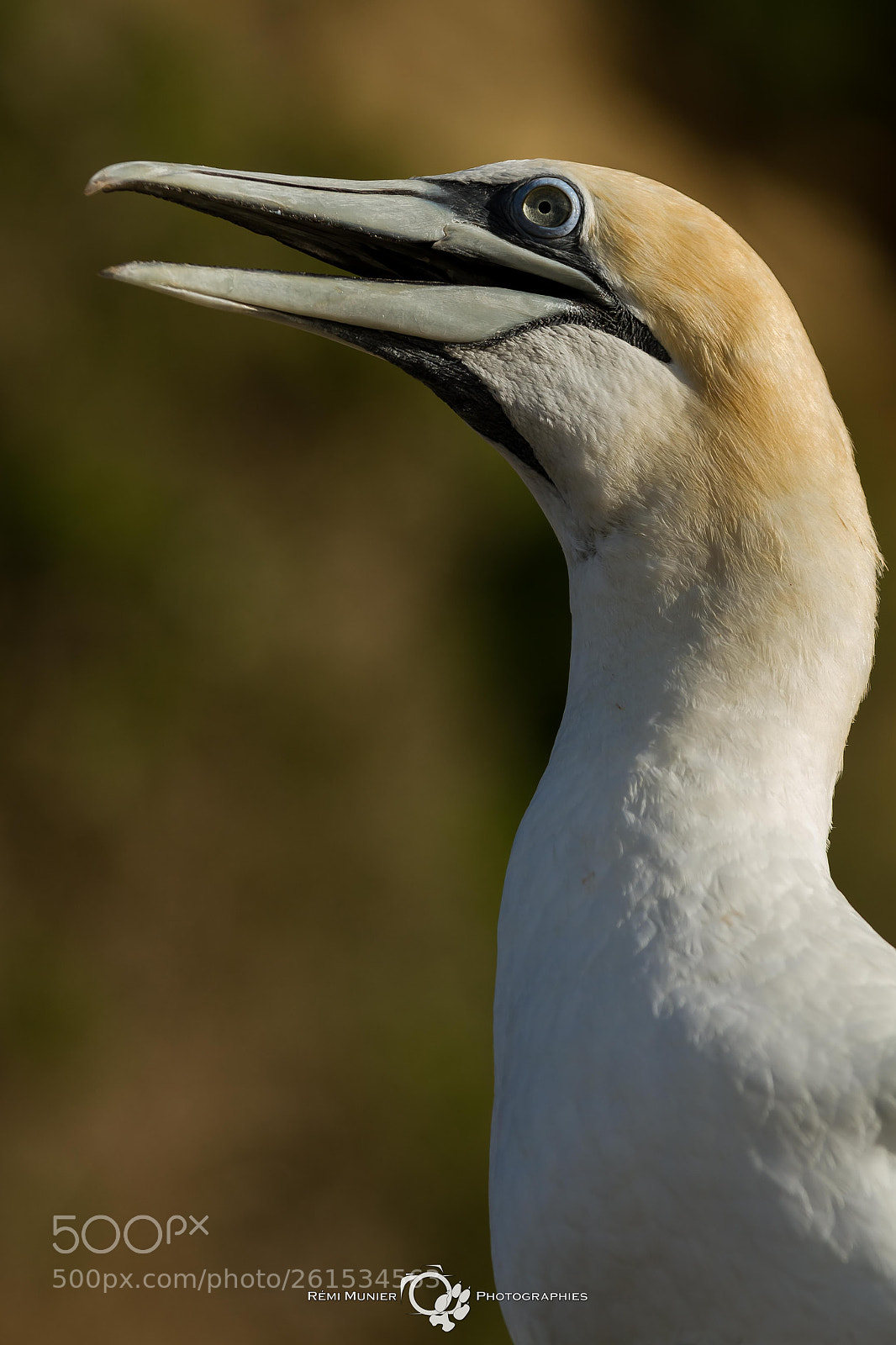 Canon EOS 7D sample photo. Australasian gannet (morus serrator) photography