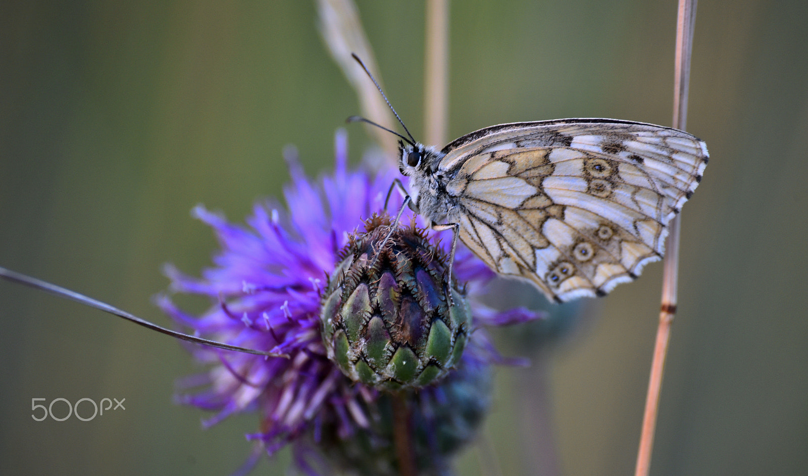 Sigma 70-300mm F4-5.6 APO DG Macro sample photo. Chilling on flower photography