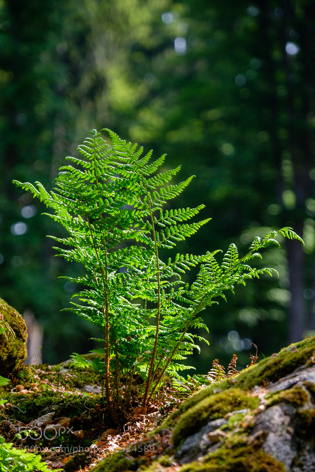 Fujifilm X-T1 sample photo. 28-05-2016-10-24-52.jpg photography