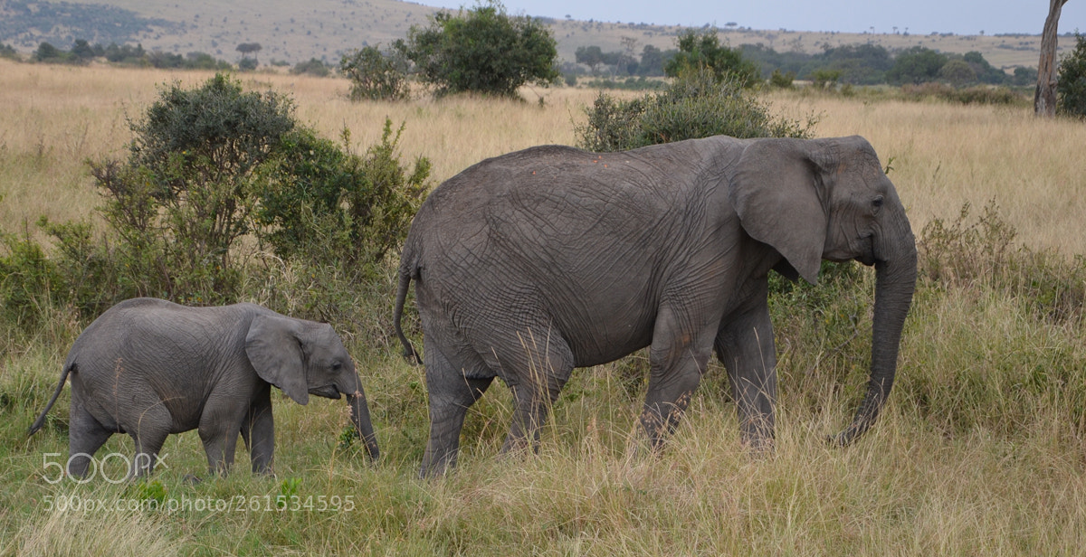 Nikon D5100 sample photo. Kenia photography