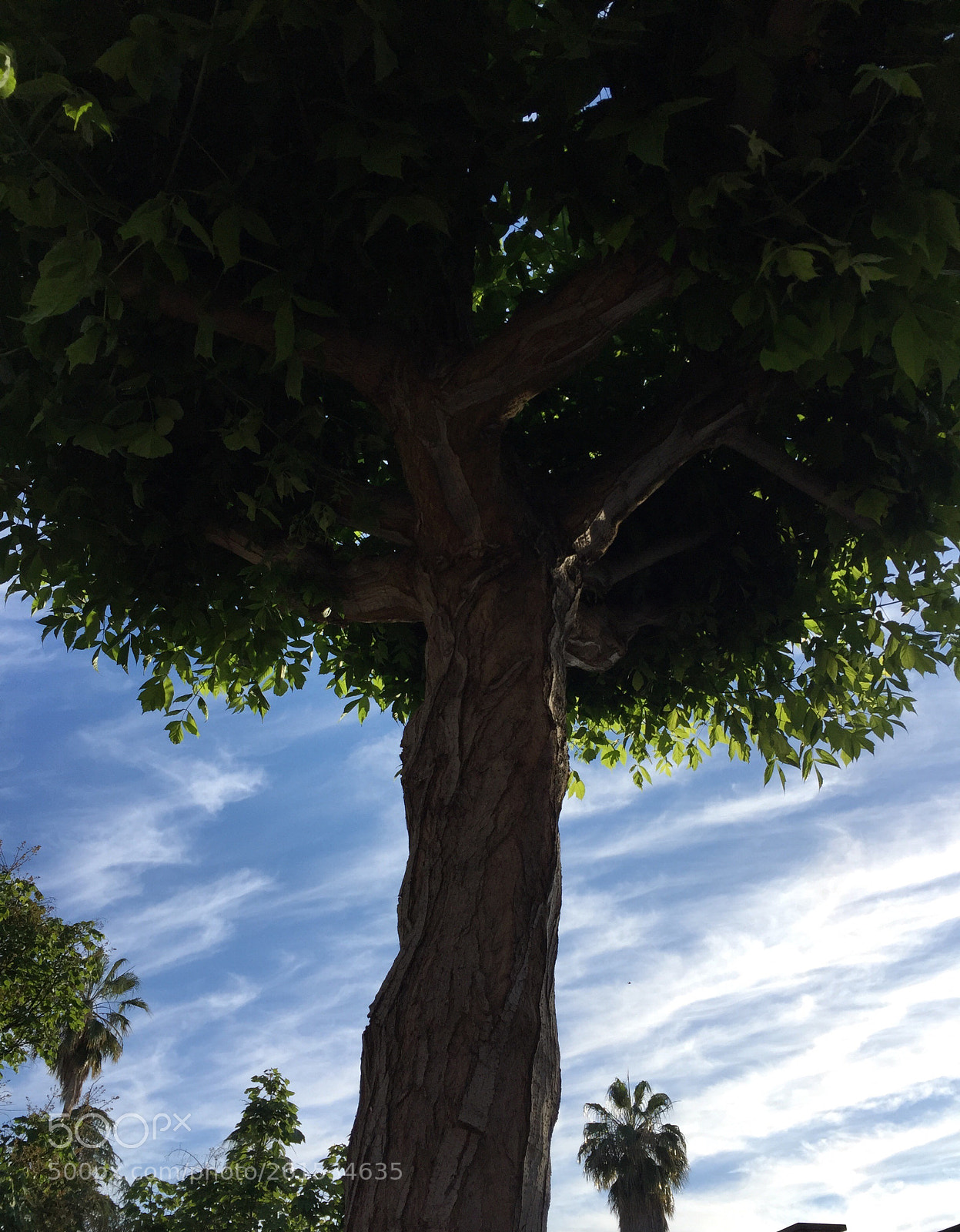 Apple iPhone 6 sample photo. Untitled photography