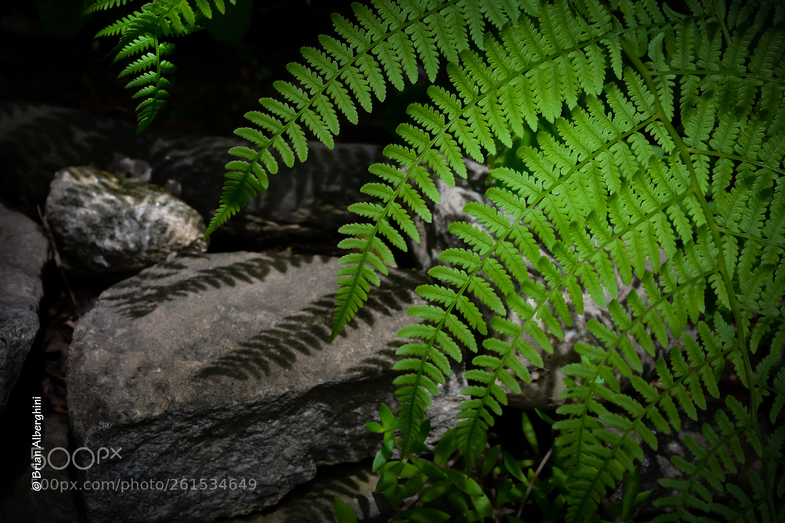 Nikon D7100 sample photo. Fern shadow photography