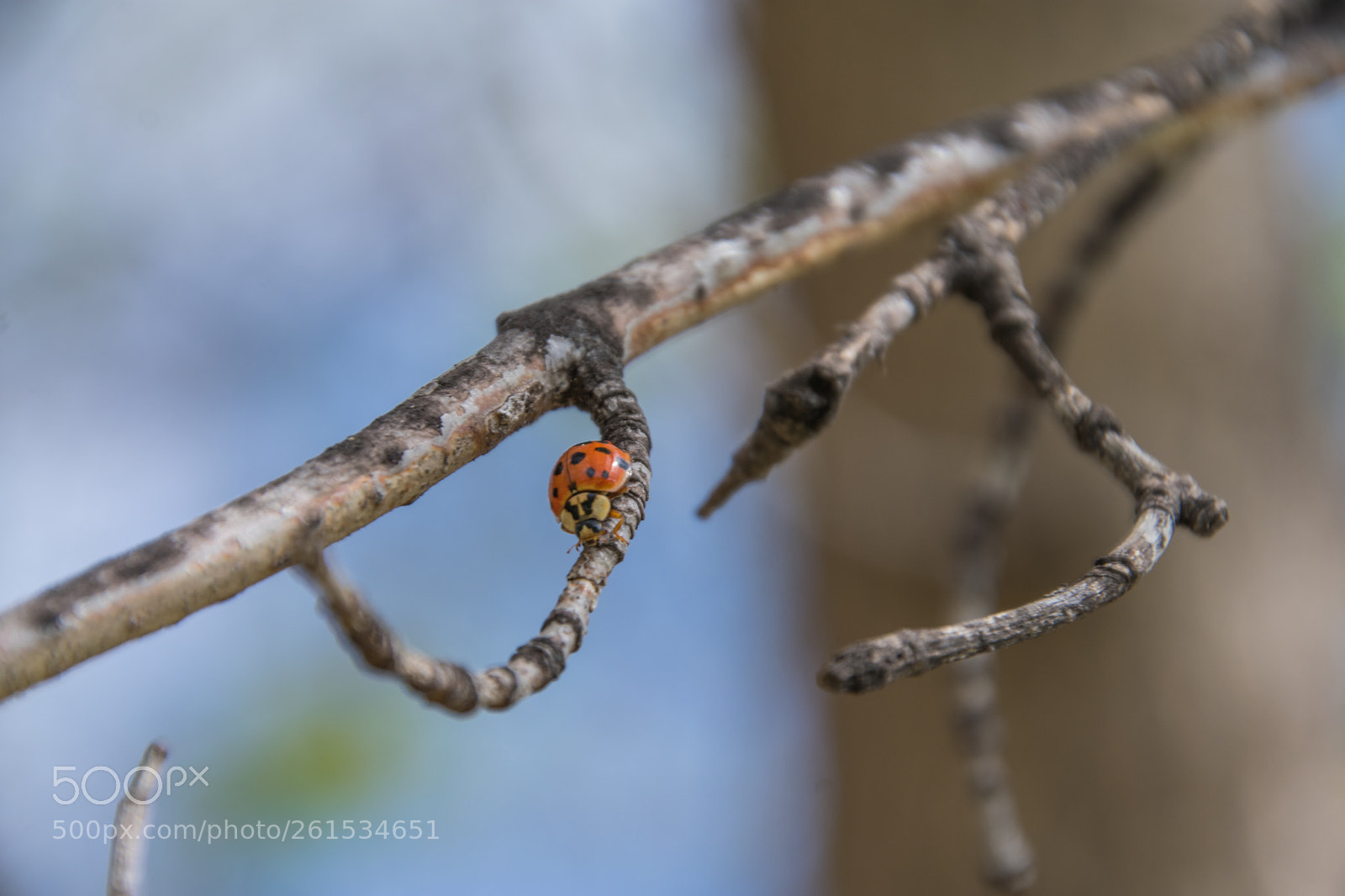 Nikon D3400 sample photo. Ladybug on a twig photography