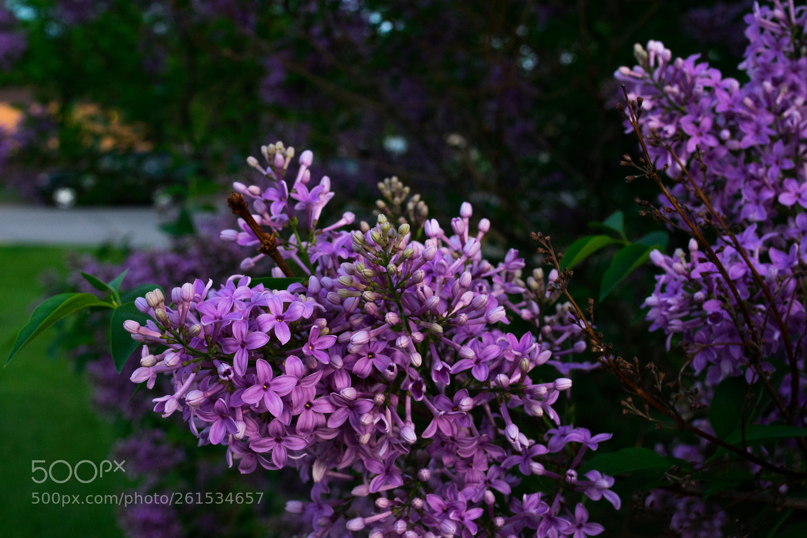 Nikon D3400 sample photo. Purple flowers photography