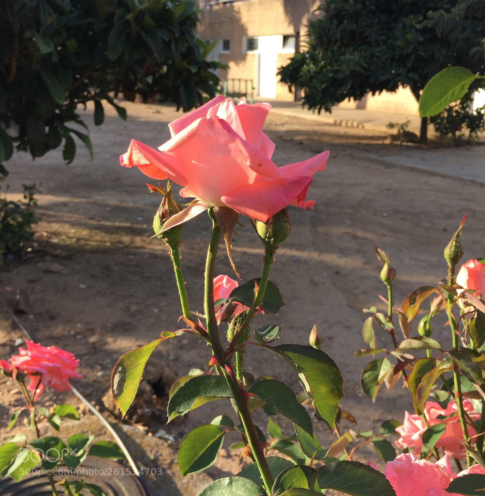 Apple iPhone 6 sample photo. Untitled photography
