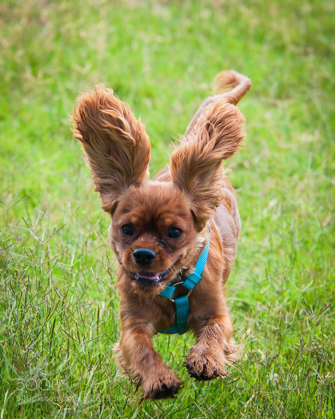 Nikon D90 sample photo. Misha on the run photography