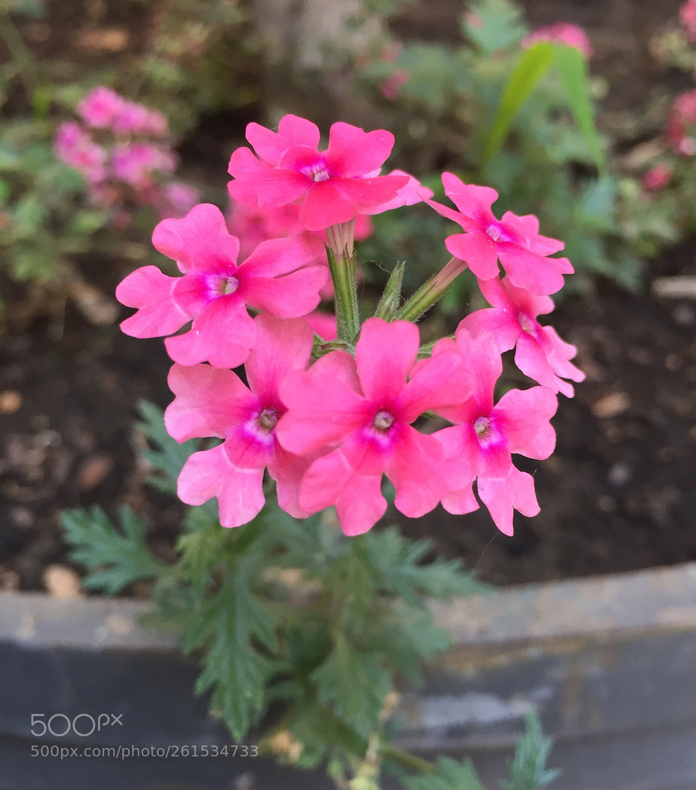 Apple iPhone 6 sample photo. Untitled photography