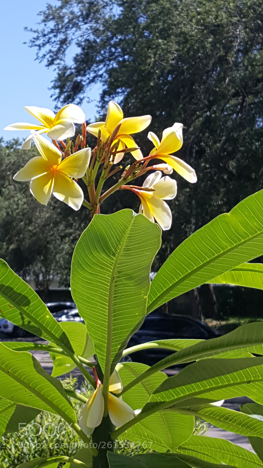 Samsung Galaxy Note5 sample photo. Untitled photography
