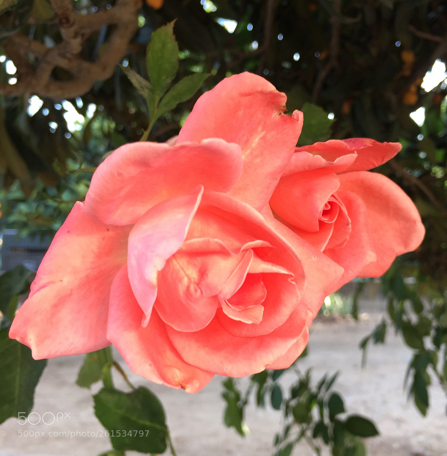 Apple iPhone 6 sample photo. Untitled photography