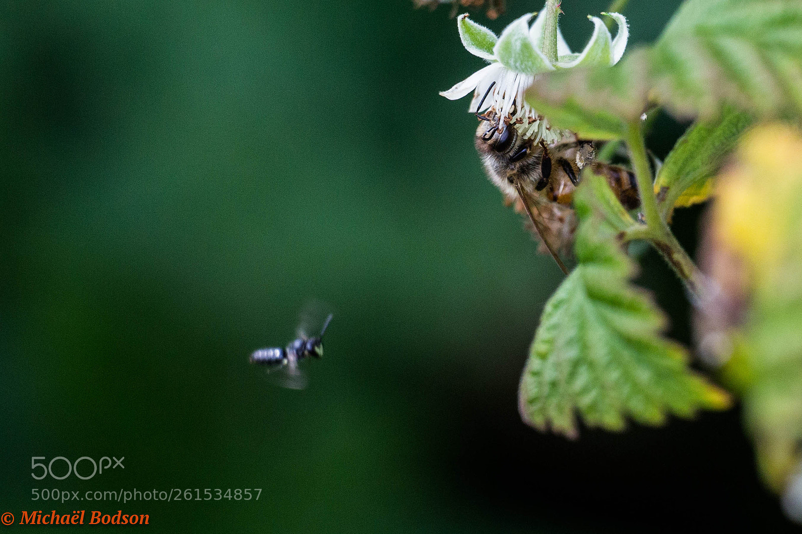 Canon EOS 6D sample photo. Fligth photography