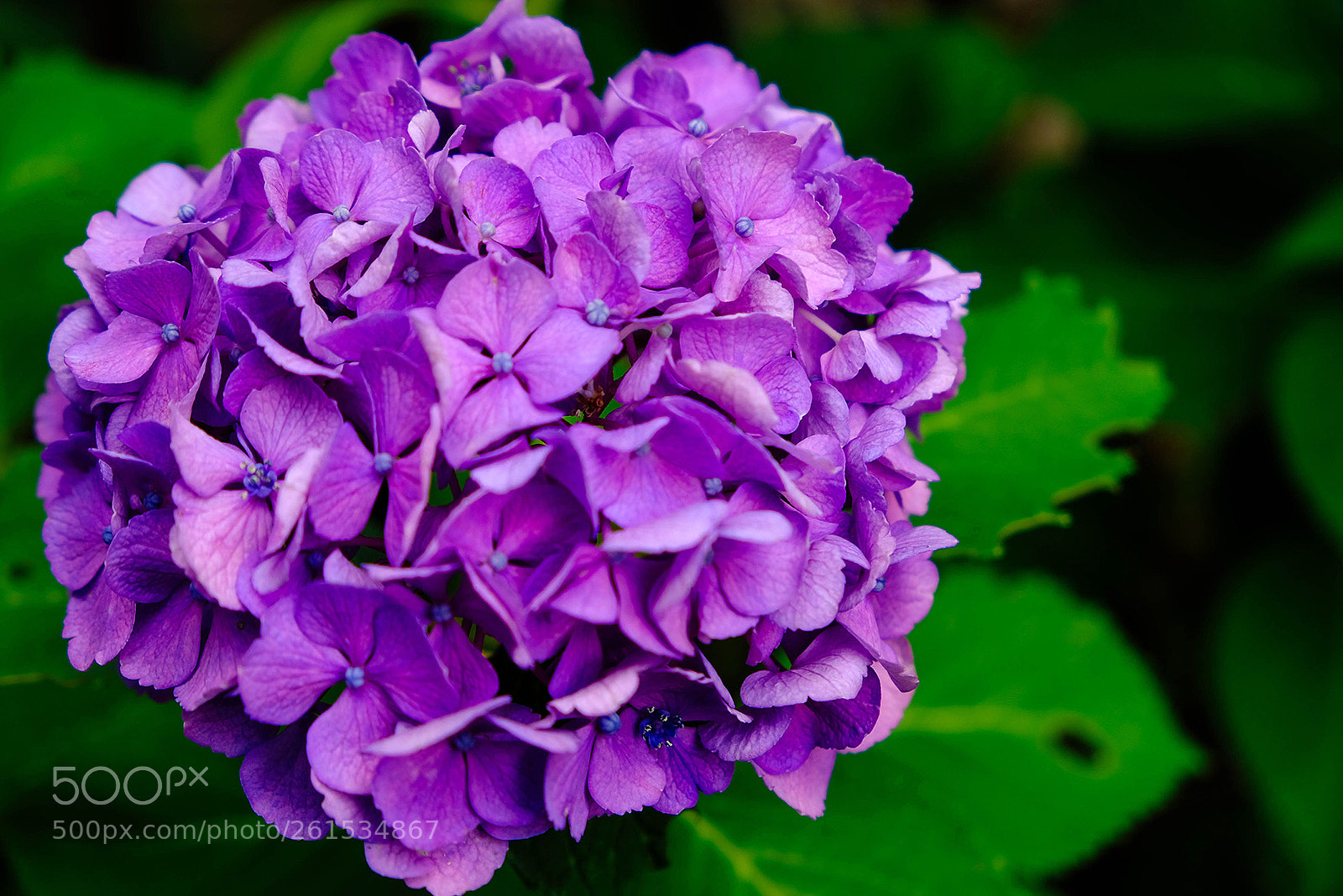 Fujifilm X-T2 sample photo. Do my best today photography