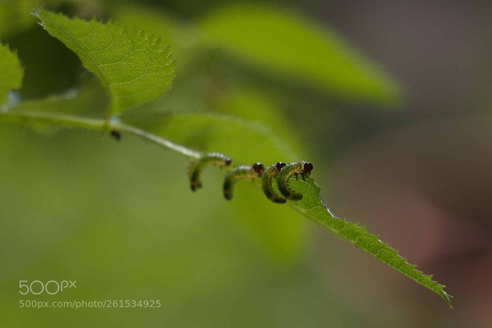 Canon EOS 70D sample photo. Synchronous (1) photography