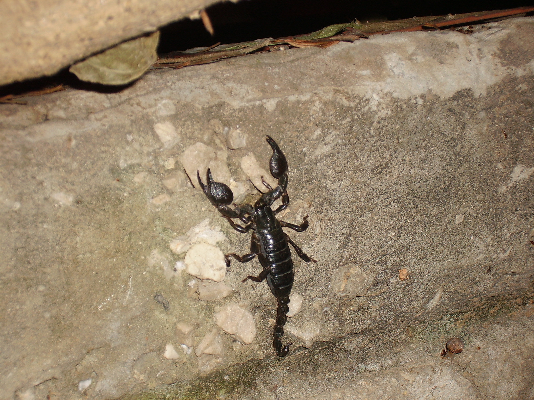 CAMERA 4MP-9T2 sample photo. Scorpion photography
