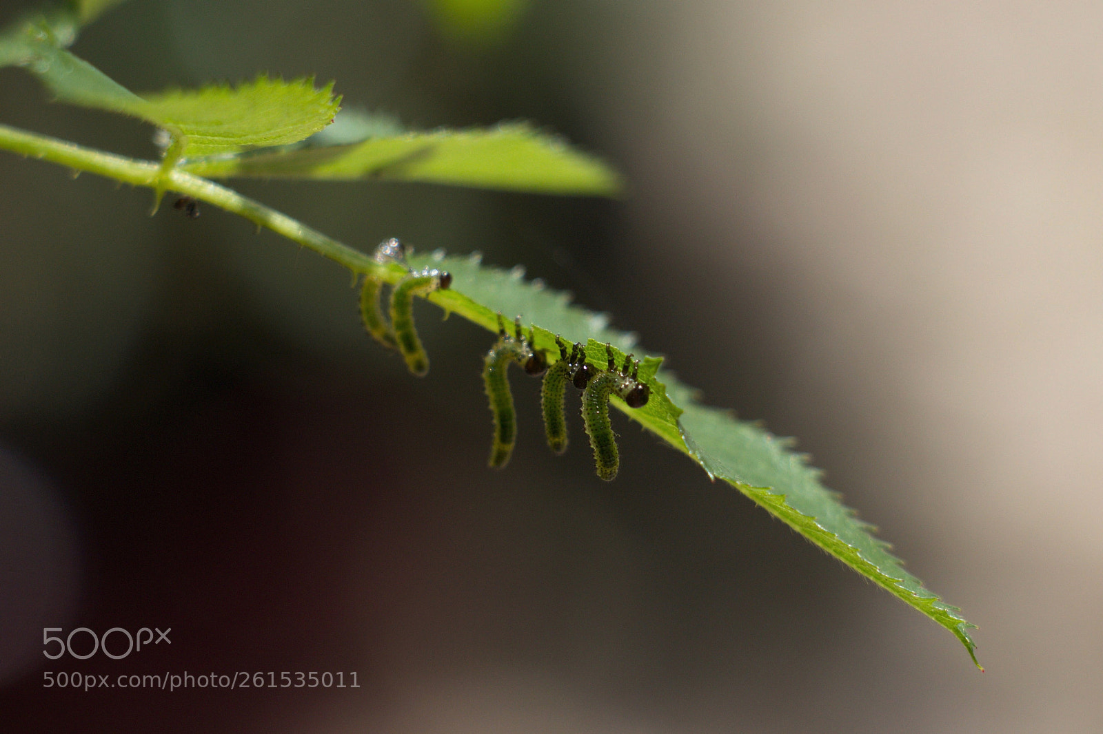 Canon EOS 70D sample photo. Synchronous (3) photography