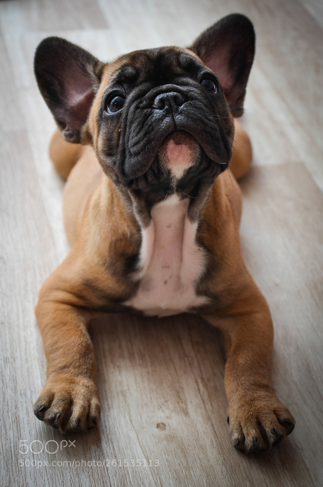 Nikon D5100 sample photo. "bubble" the frenchie lady photography