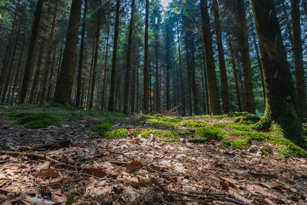 Sony a7R III sample photo. Untitled photography