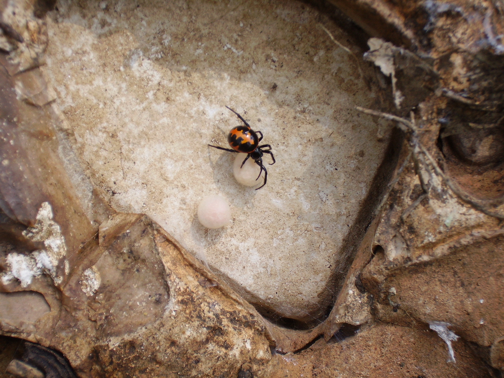 CAMERA 4MP-9T2 sample photo. Spider with her egg sacks photography
