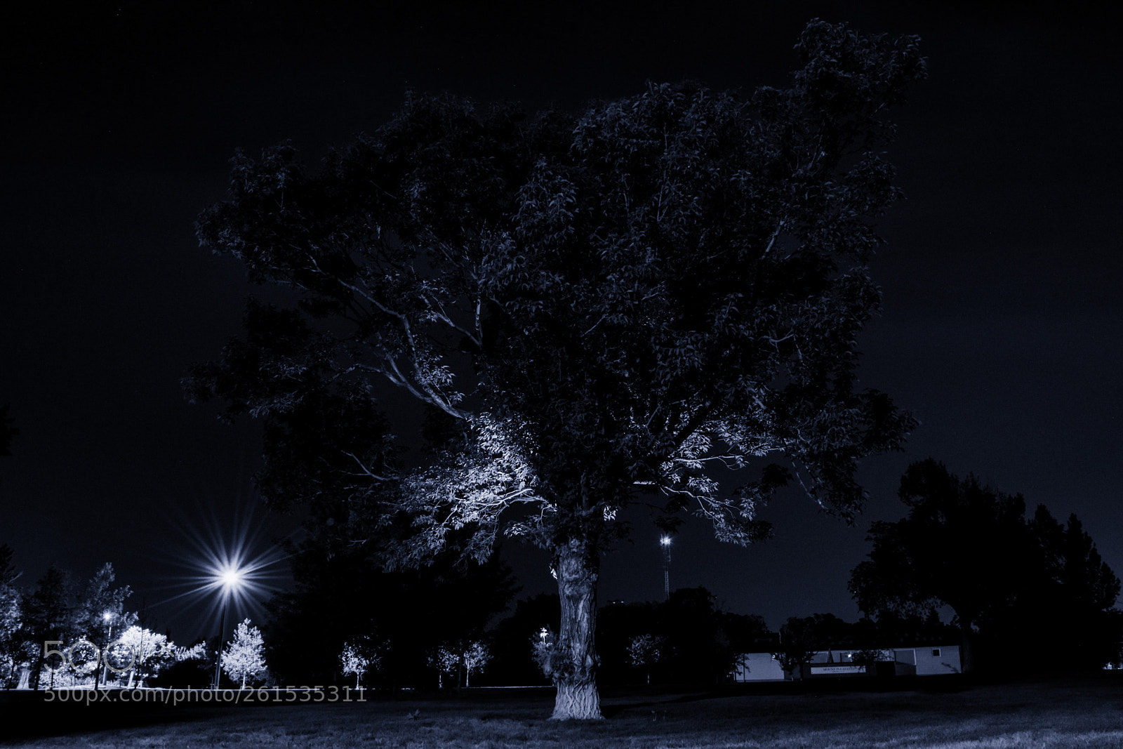 Nikon D7200 sample photo. Darkness of nature photography