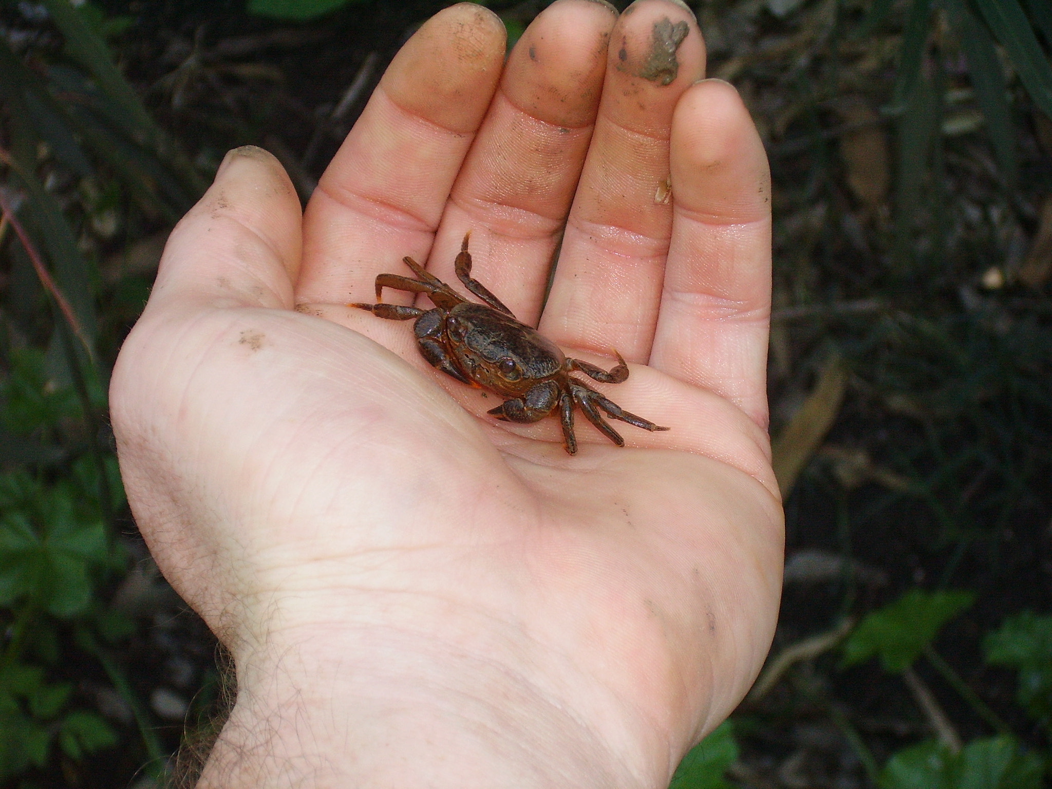 CAMERA 4MP-9T2 sample photo. Small freshwater crab in northern israel photography
