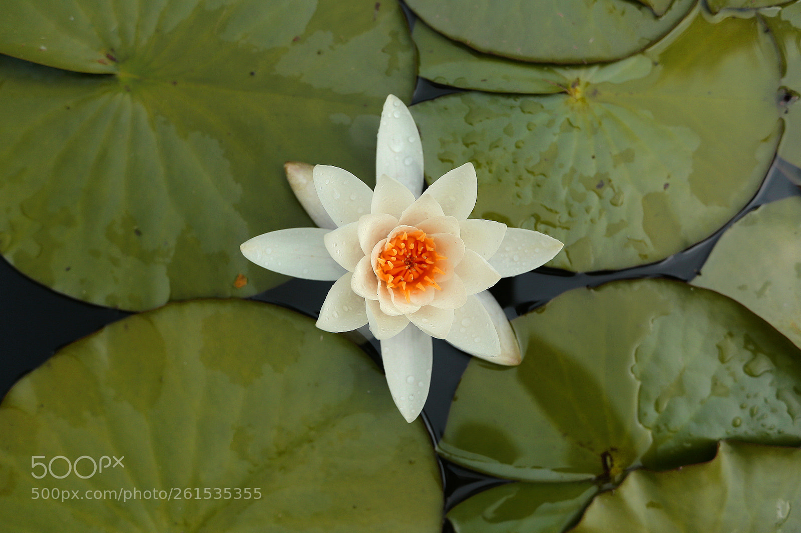 Canon EOS 6D sample photo. Water lily 1 photography