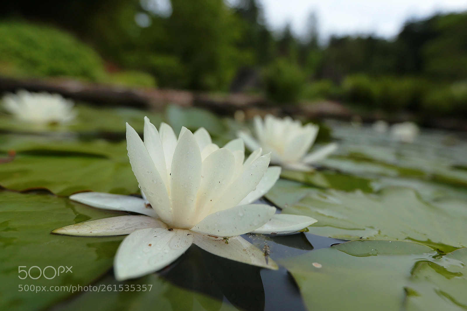 Canon EOS 6D sample photo. Water lily 2 photography