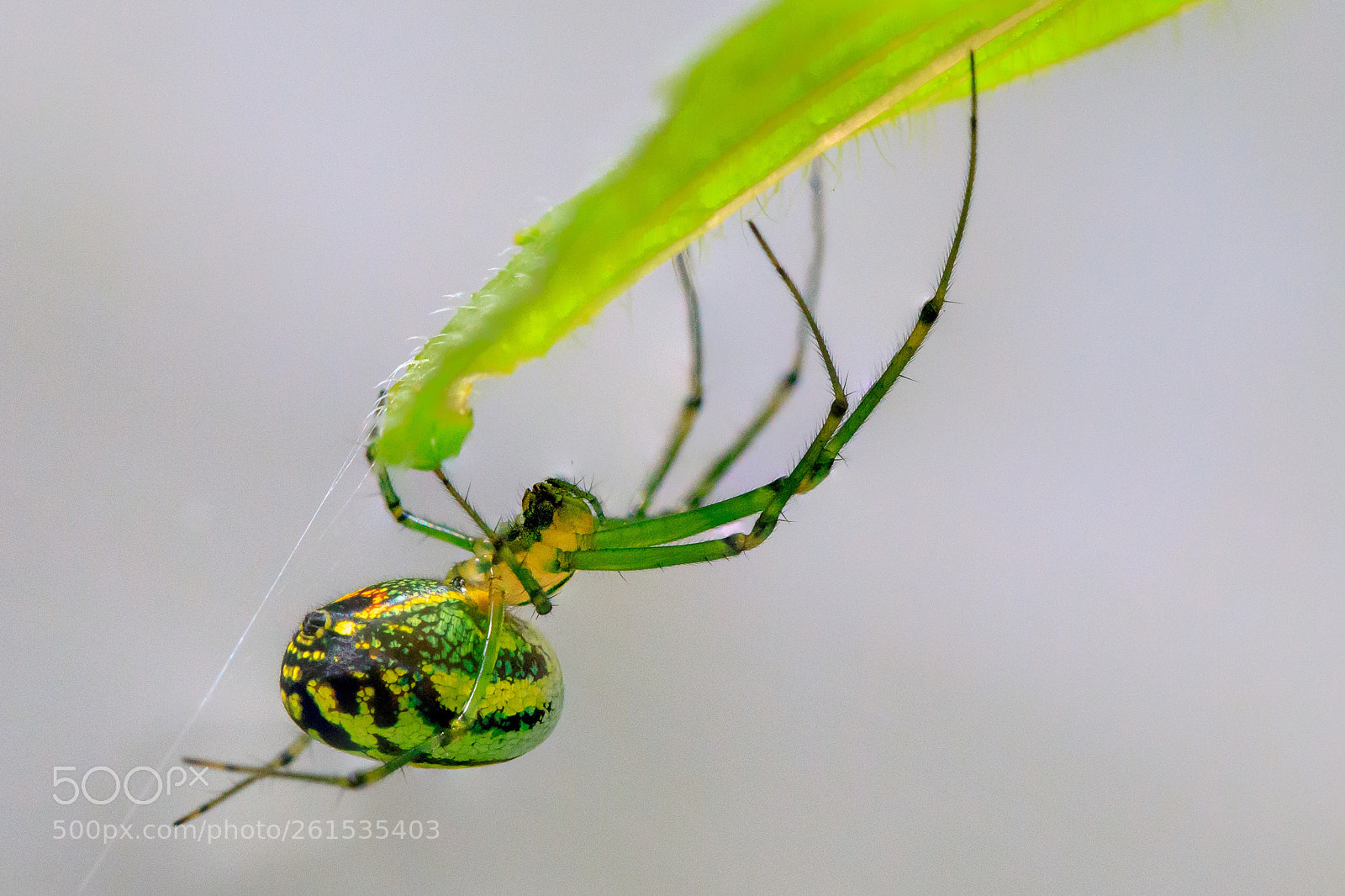 Canon EOS 5D Mark IV sample photo. The little spider photography
