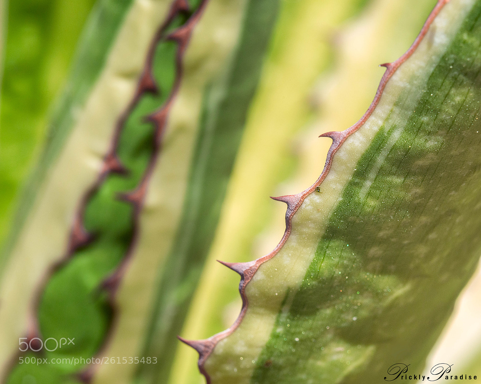 Nikon D800 sample photo. Prickly paradise: century plant photography